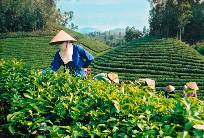 Thé : le Vietnam cible 250 millions de dollars d’exportations en 2017 ảnh 1