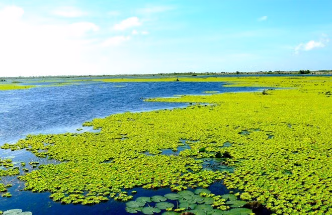 U Minh Thuong devient le 2.228e site Ramsar du monde ảnh 1