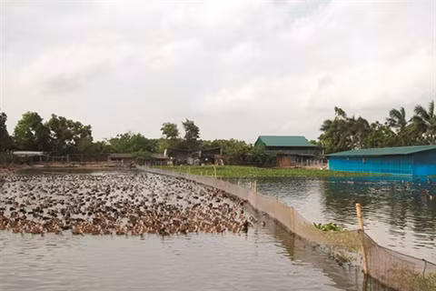 Devenu milliardaire grâce aux canards sauvages ảnh 2
