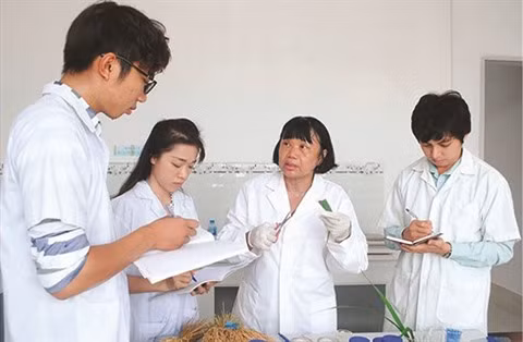 Une scientifique porteuse d’espoir de faire pousser le riz dans l’eau salée ảnh 2