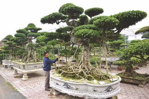 Vi Khê, berceau de l’horticulture ảnh 1