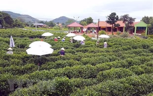 Le tourisme communautaire associé à la théiculture se développe à Thai Nguyen ảnh 2