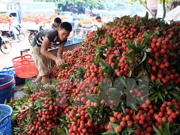 Bac Giang exporte plus de 9.500 tonnes de litchis en Chine ảnh 1
