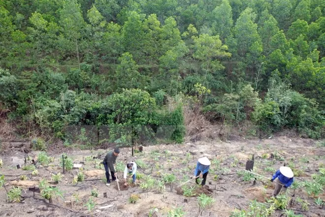Programme cible de développement de la sylviculture durable pour 2016-2020 ảnh 1