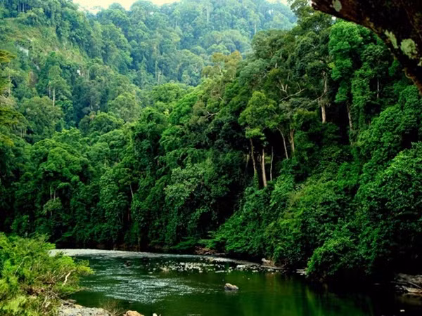 Lancement du concours "La forêt est ma vie" ảnh 1