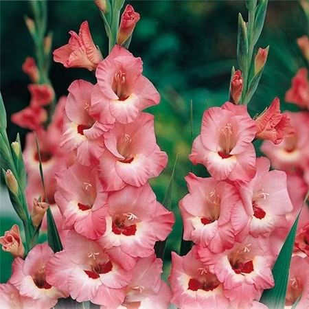 Quelles plantes allez-vous choisir pour le Tet ảnh 3 Quelles plantes allez-vous choisir pour le Tet ảnh 3