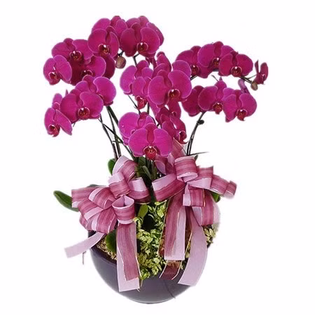 Quelles plantes allez-vous choisir pour le Tet ảnh 5 Quelles plantes allez-vous choisir pour le Tet ảnh 5
