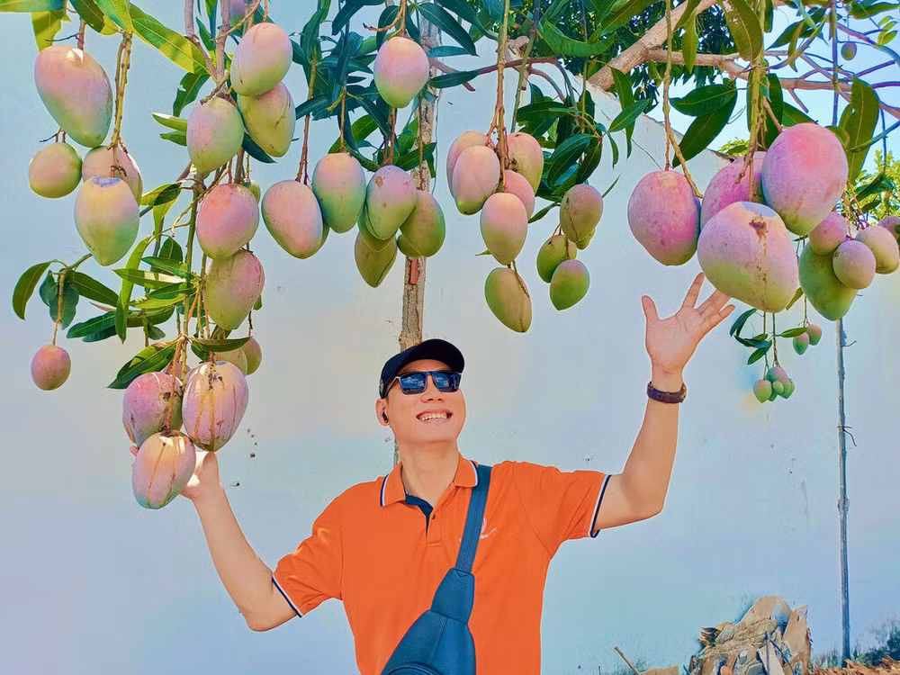 Les vergers de manguiers à Khanh Hoà attirent les touristes ảnh 2