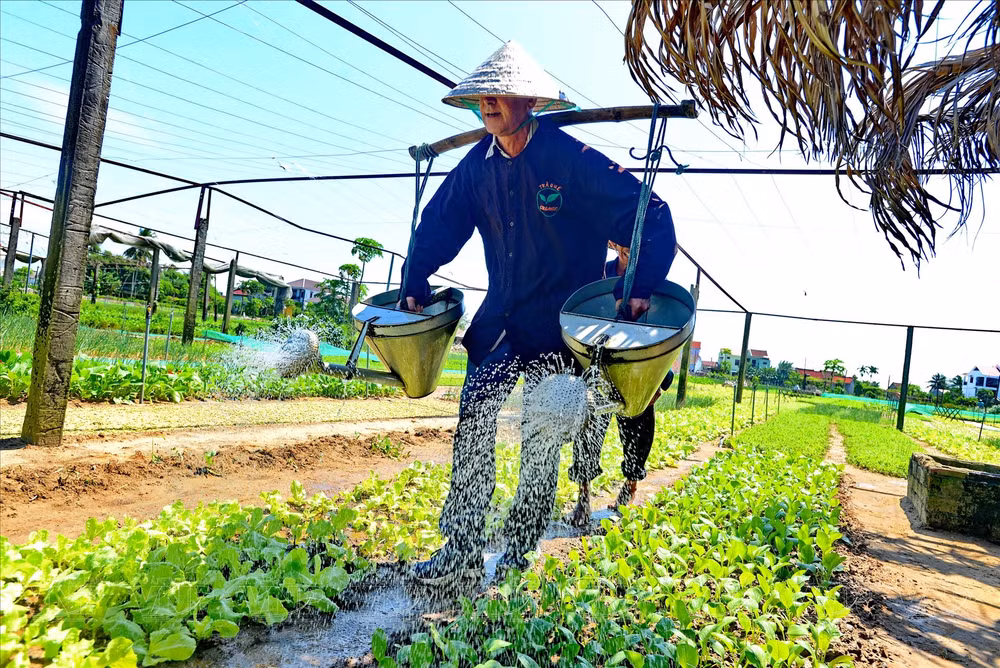 Quang Nam mise sur le tourisme vert ảnh 2