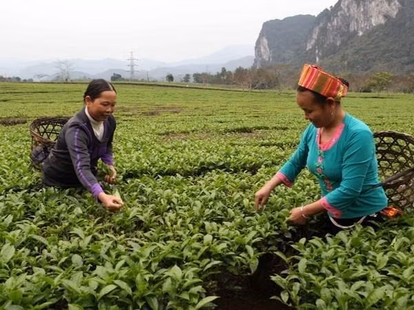 Nécessite de six millions de travailleurs formés à l’agriculture d’ici 2030 ảnh 1