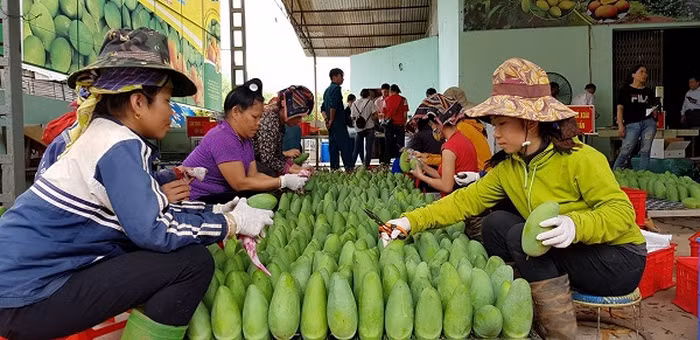 Son La atteint une percée dans l’exportation des produits agricoles ảnh 1