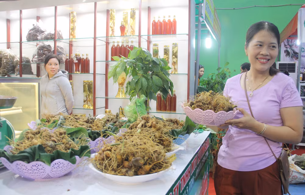 Ouverture du deuxième festival du ginseng de Ngoc Linh à Quang Nam ảnh 1 Ouverture du deuxième festival du ginseng de Ngoc Linh à Quang Nam ảnh 1