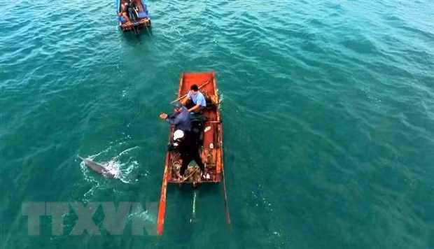 Un dauphin remis à la mer à Quang Ninh ảnh 1