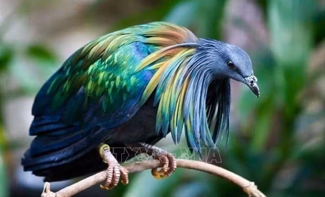 Des pigeons de Nicoba vus au Parc national de Con Dao ảnh 1