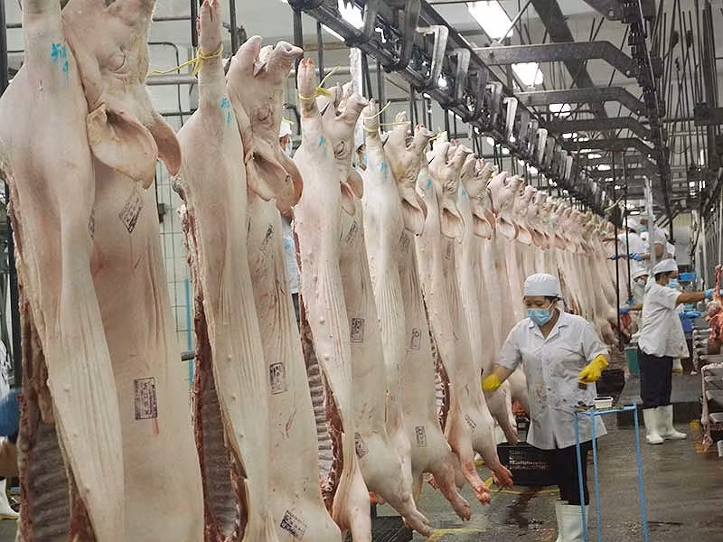 Viande porcine: les importations nationales dépassent le million de dollars en juin ảnh 1 Viande porcine: les importations nationales dépassent le million de dollars en juin ảnh 1