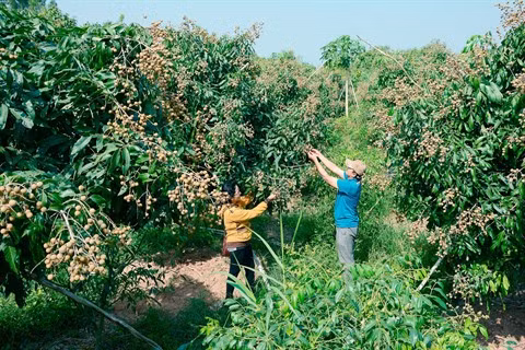Hai Duong: une bonne saison pour les longanes ảnh 1 Hai Duong: une bonne saison pour les longanes ảnh 1