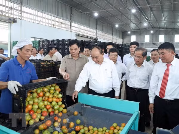 Le PM visite un modèle de production agricole de haute technologie à Lâm Dông ảnh 1