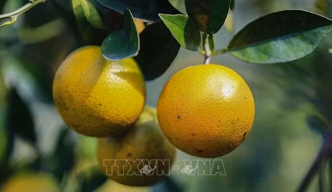 Les oranges Cao Phong ont la cote sur le marché britannique ảnh 2