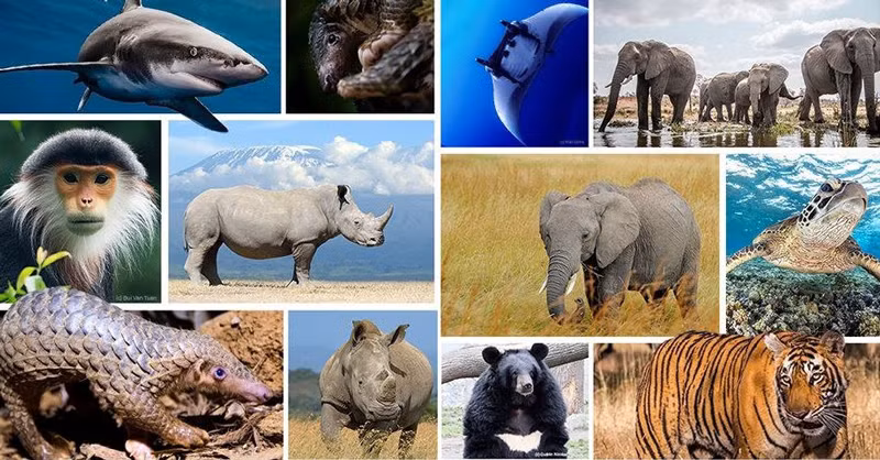 Le Vietnam renforce ses efforts dans la protection des animaux sauvages ảnh 1