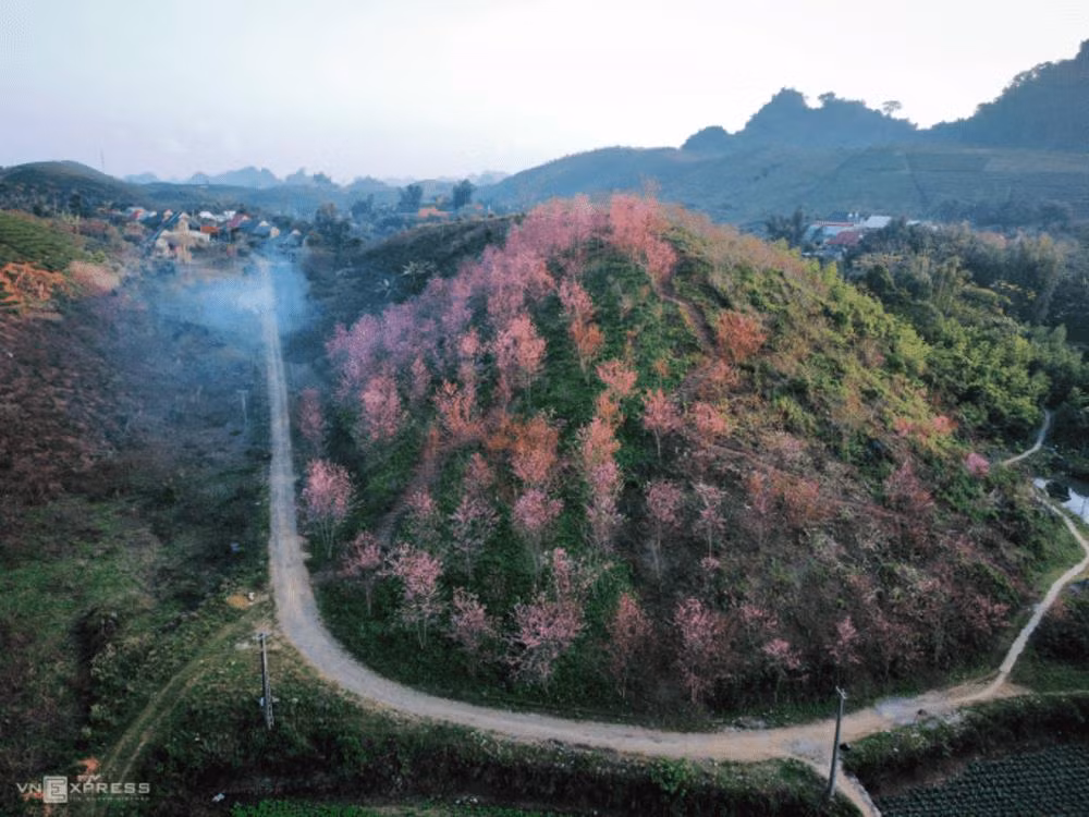 Les fleurs de pêcher à floraison tardive colorent Moc Chau en rose ảnh 1