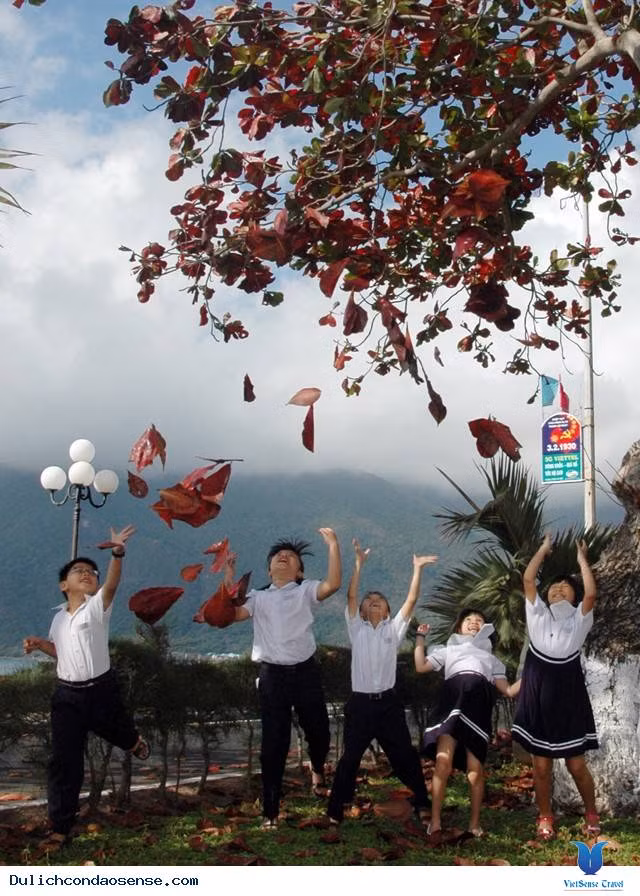 Con Dao charme les visiteurs grâce à ses feuilles de catappa changeantes ảnh 1 Con Dao charme les visiteurs grâce à ses feuilles de catappa changeantes ảnh 1