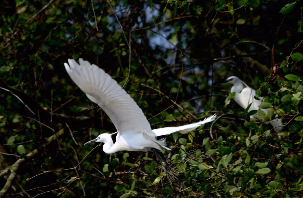 Ben Tre renforce la protection des oiseaux sauvages et migrateurs ảnh 1