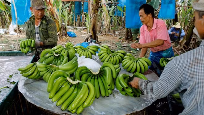 La banane deviendra la principale exportation agricole du Laos ảnh 1
