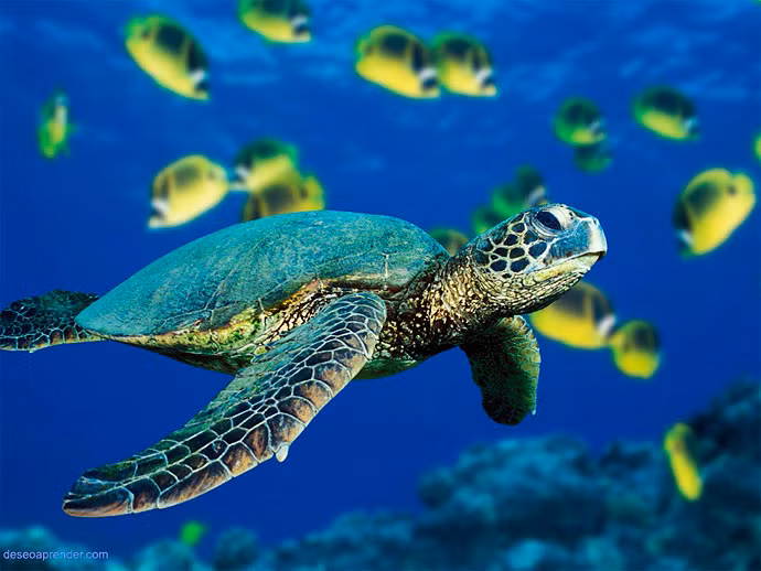 Réhabilitation des populations de tortues menacées au Vietnam ảnh 1