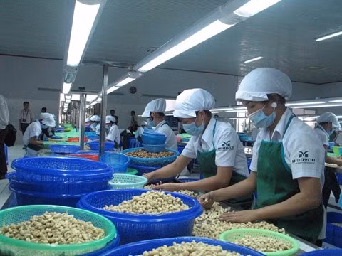 Hausse des exportations de noix de cajou ảnh 1 Hausse des exportations de noix de cajou ảnh 1