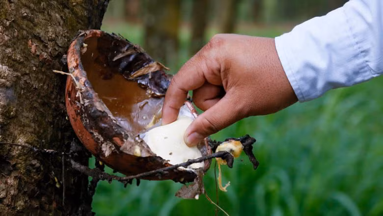 Cambodge : les exportations de caoutchouc naturel en hausse ảnh 1