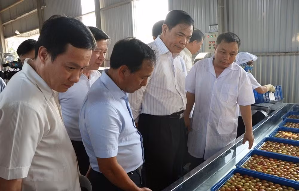 Hai Duong expédie son premier lot de litchi à Singapour, aux États-Unis et en Australie ảnh 1