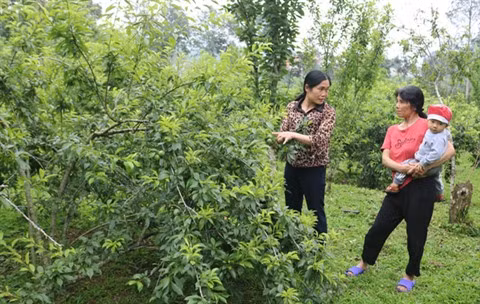 Protéger et développer le label "prune Tam Hoa Bac Hà" ảnh 1 Protéger et développer le label "prune Tam Hoa Bac Hà" ảnh 1