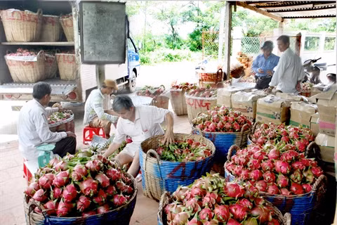 Les exportations de fruits vietnamiens à l’étranger ont le vent en poupe ảnh 1