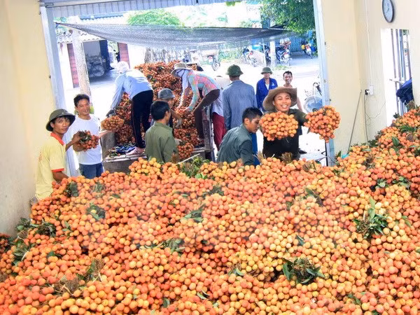 Hai Duong exporte 5.000 tonnes de litchis cette année ảnh 1 Hai Duong exporte 5.000 tonnes de litchis cette année ảnh 1