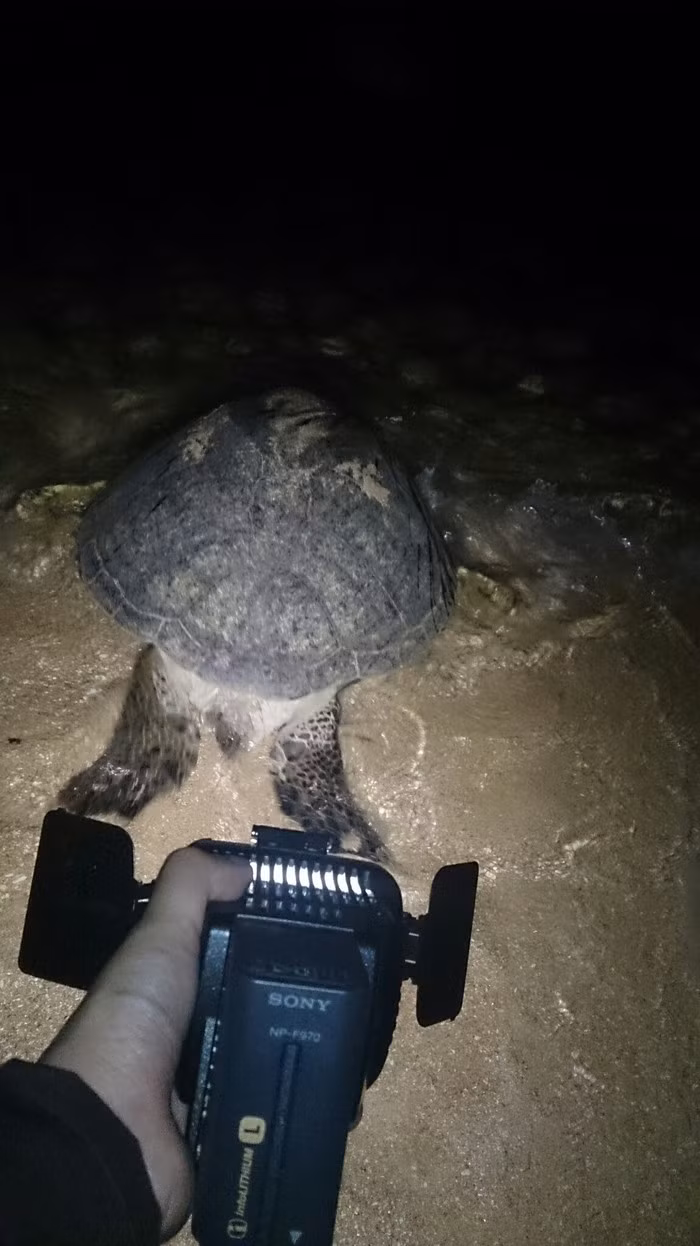 Sensibilisation de la communauté à conserver les tortues marines ảnh 1