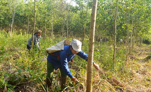 Quang Tri encourage la gestion durable des forêts en réponse au changement climatique ảnh 1