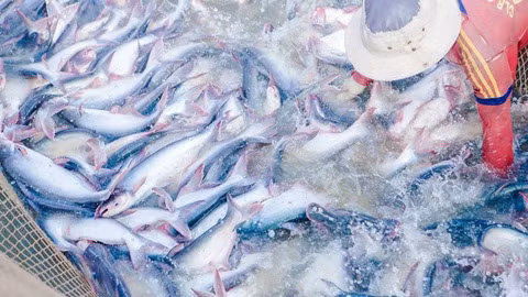 COVID-19: Les exportations de produits aquatiques face à de nombreuses difficultés ảnh 1
