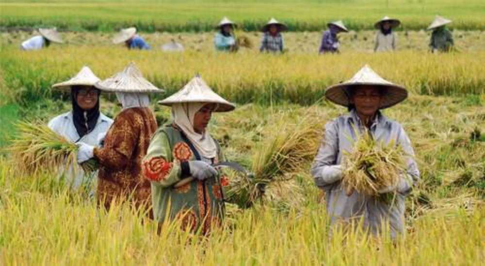 L'Indonésie et la Turquie ont convenu de porter le commerce agricole à 10 milliards de dollars ảnh 1
