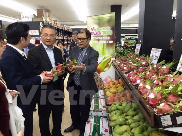 «Journée des pitayas du Vietnam» en Australie ảnh 1