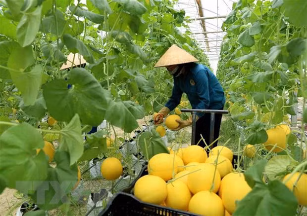 Le Vietnam souhaite promouvoir un partenariat agricole avec les États-Unis ảnh 1