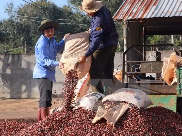 Le Vietnam veut développer la caféiculture durable face au réchauffement ảnh 1