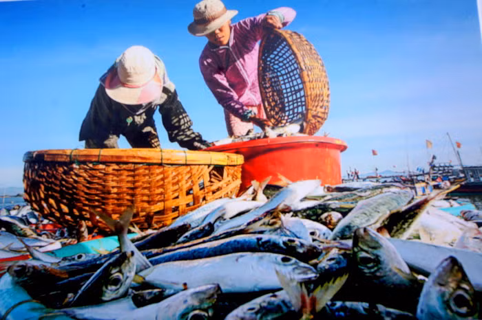 Les réalisations socio-économiques de la province de Quang Nam en images ảnh 5