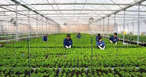 Le plan d’aménagement général de la zone agricole de haute technologie de Phu Yên ratifié ảnh 1