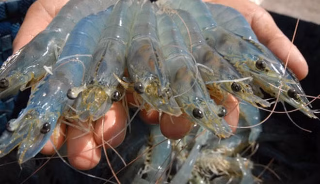 L'Australie augmente ses importations de crevettes vietnamiennes ảnh 1