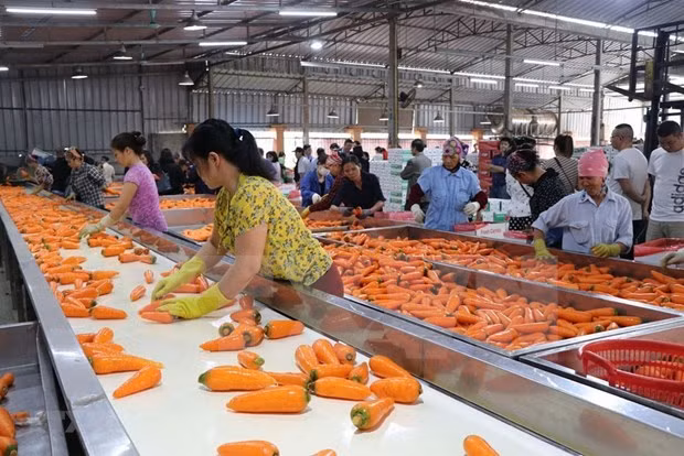 Vinh Phuc promeut l'industrie de transformation agricole ảnh 1
