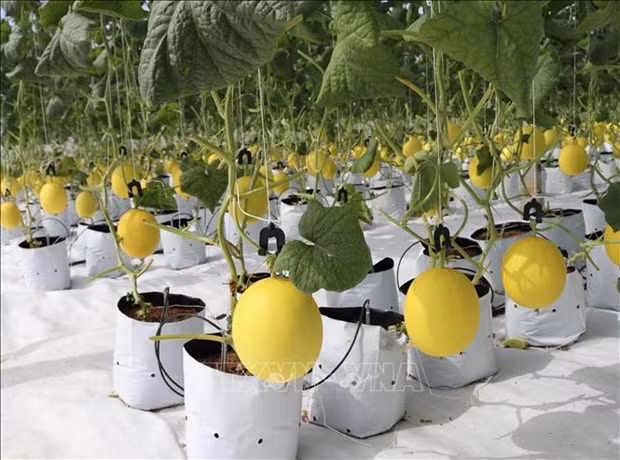 Ninh Thuan promeut l'application des sciences et technologies dans la production agricole ảnh 1