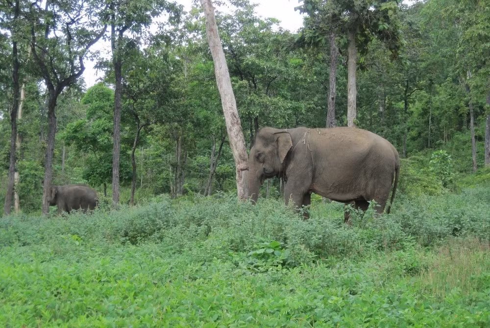 Installation du GPS pour surveiller les éléphants sauvages à Dak Lak ảnh 1