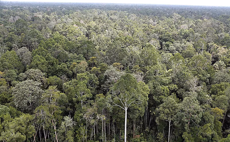La BAD soutient le développement forestier durable en Asie du Sud-Est ảnh 1