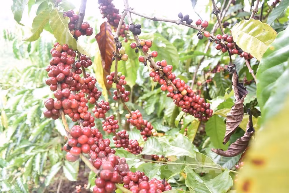 Le Vietnam envisage d’augmenter ses exportations de café vers l'Afrique ảnh 1