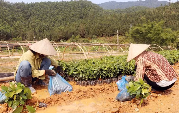 Des entreprises de Quang Ninh aident les agriculteurs à planter des forêts ảnh 1